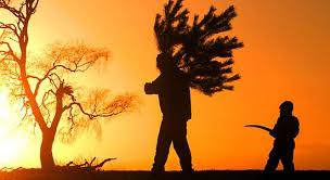 sterbender Weihnachtsbaum.jpg