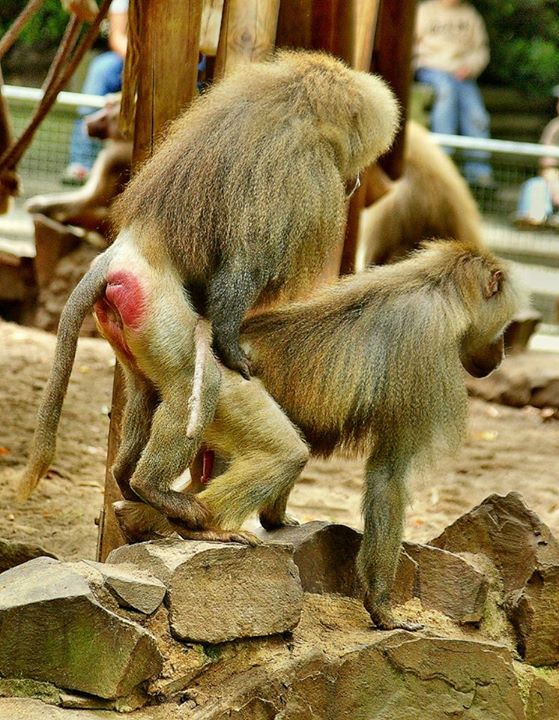 pädos ficken kinderrechtler.jpg