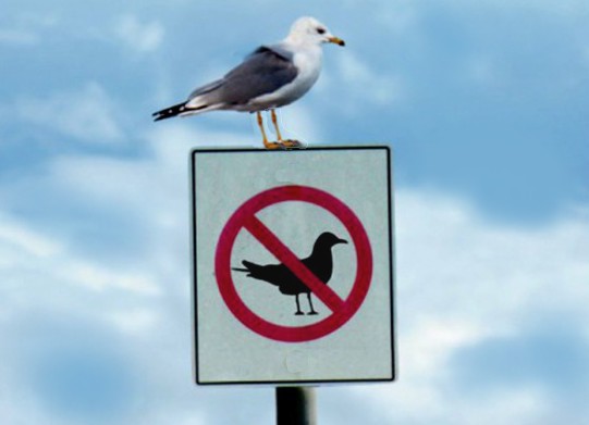 ziviler UNgehorsam.jpg