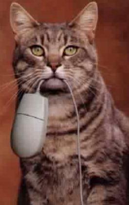 das freie Wort der Katzen.jpeg